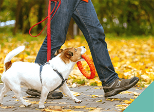 walking-your-dog-safely-autumn