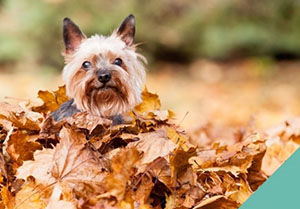 keeping-pets-safe-in-autumn