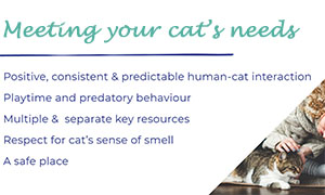 your-cats-needs