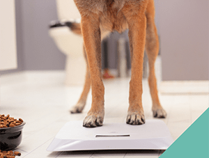 healthy-weigh-in-dogs