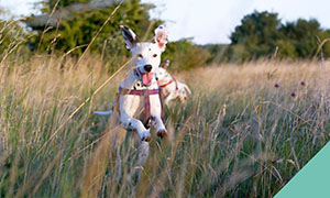 pets-and-ticks-advice