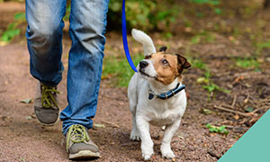 walking-your-dog-locally