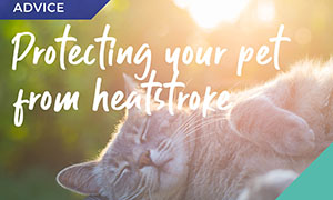 protect-your-pets-from-sun