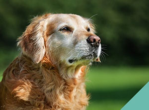 focued-on-senior-pets