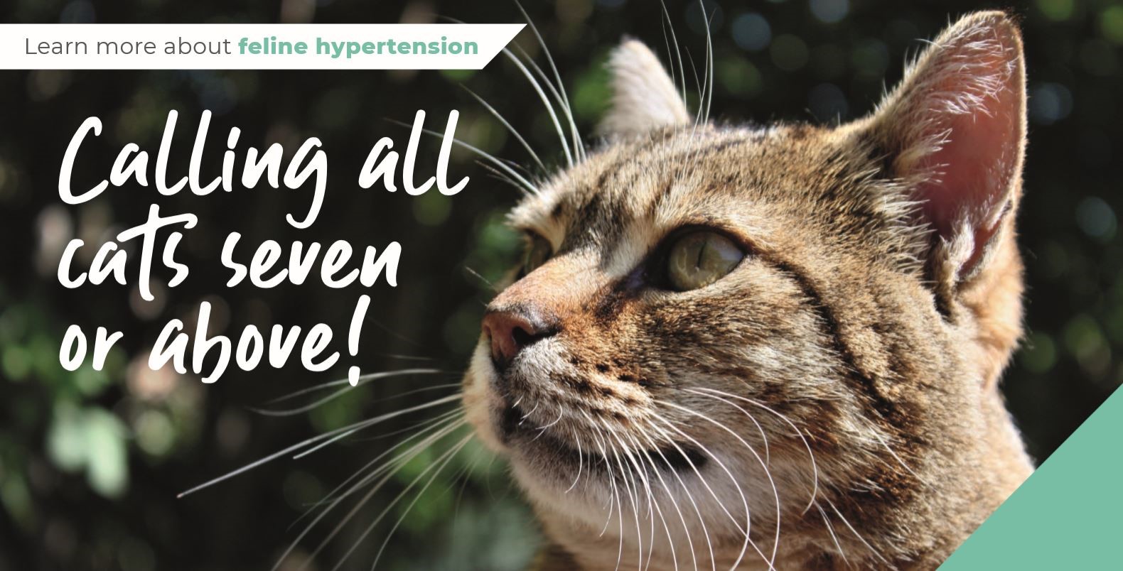 Feline hypertension banner