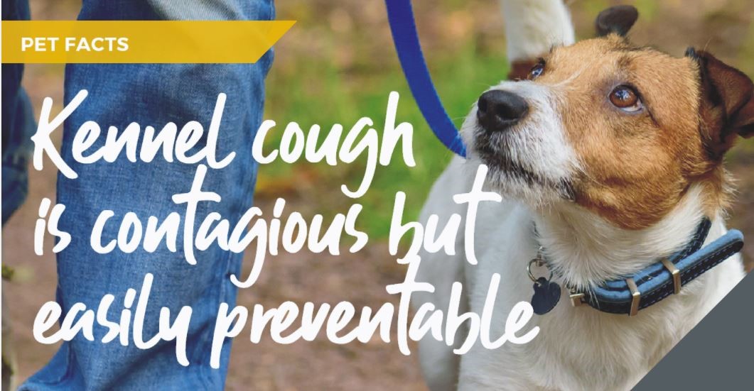 Kennel cough myths and facts banner