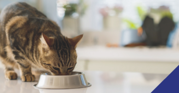 cat eating from bowl