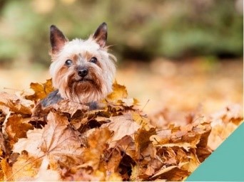 Autumn dangers, dog in autumn leaves