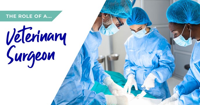 Role of a veterinary surgeon