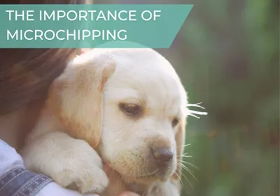 importance of microchipping