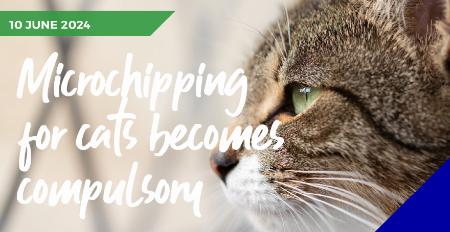 Cat microchipping legislation is now confirmed
