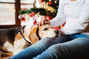 dog resting head on owner's lap