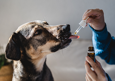 Our Top Tips for Getting Your Pet to Take Their Medicine